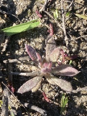 Chorizanthe procumbens