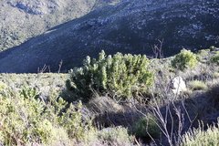 Protea lepidocarpodendron