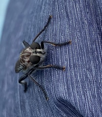 Andrenosomatini