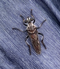 Andrenosomatini