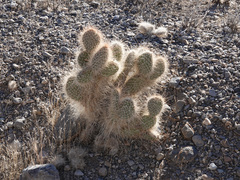 Opuntia diploursina