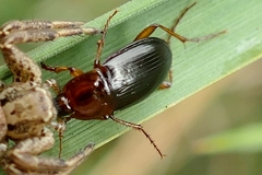 Calathus melanocephalus