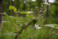 Rubus allegheniensis