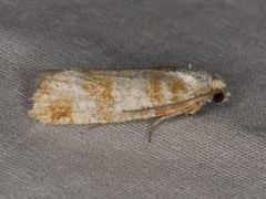 Retinia sabiniana