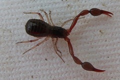 Neobisium