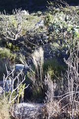 Pseudopentameris macrantha