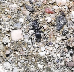Cephalotes atratus