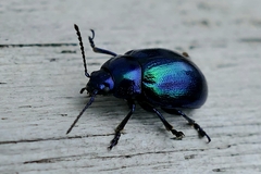 Chrysolina coerulans