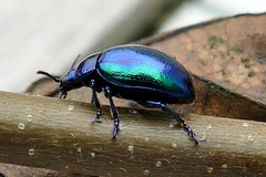 Chrysolina coerulans