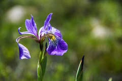 Iris versicolor