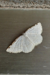 Stegania trimaculata