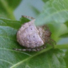 Gibbaranea bituberculata