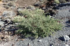 Adenocarpus viscosus