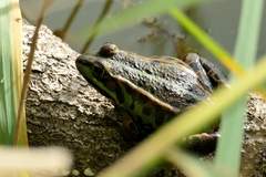 Pelophylax ridibundus
