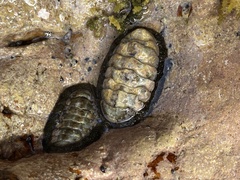 Acanthopleura granulata