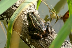 Pelophylax ridibundus