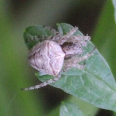 Gibbaranea bituberculata