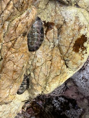 Acanthopleura granulata