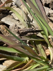 Lactista gibbosus