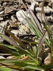 Lactista gibbosus