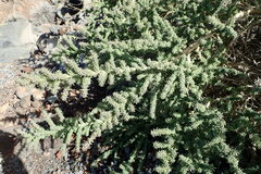 Adenocarpus viscosus