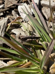 Lactista gibbosus