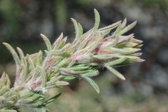 Adenocarpus viscosus