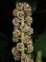 Sciodaphyllum