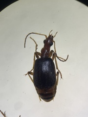 Brachinus