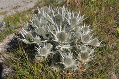 Eryngium spinalba