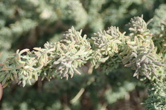 Adenocarpus viscosus