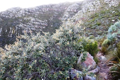 Tarchonanthus littoralis