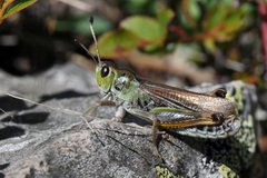 Gomphocerus sibiricus