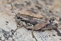 Podisma amedegnatoae