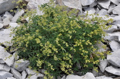 Alpinae