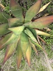 Agave inaequidens
