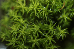 Tortella squarrosa