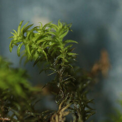 Tortella squarrosa