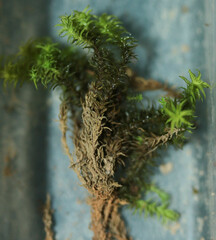 Tortella squarrosa