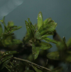 Dialytrichia mucronata