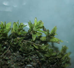 Dialytrichia mucronata