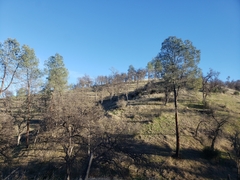 Pinus sabiniana