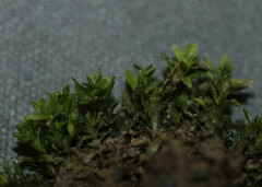 Dialytrichia mucronata