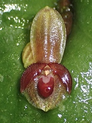 Pleurothallis cordata