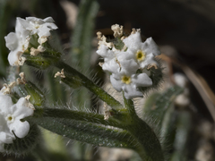 Cryptantha intermedia