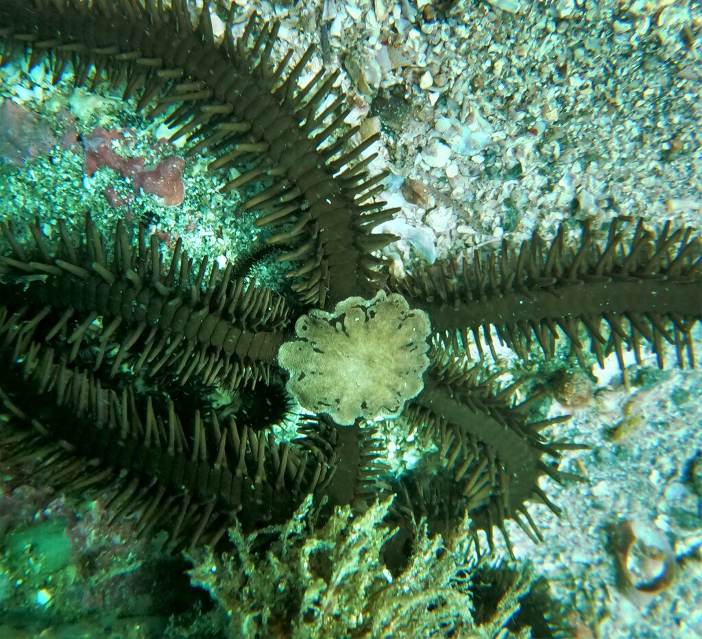 Black Spiny Brittle Star