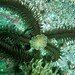 Black Spiny Brittle Star - Photo (c) Alberto Alcalá, some rights reserved (CC BY), uploaded by Alberto Alcalá