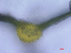 Dialytrichia mucronata