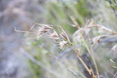 Themeda triandra