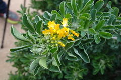 Medicago arborea